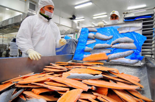 Las razones de por qué en EE.UU. recomiendan evitar consumir salmón producido en Chile Chile