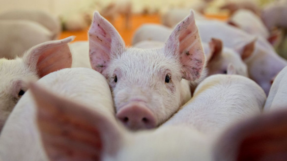 U. de Chile crea centro de vigilancia para evitar transmisión de enfermedades entre animales y humanos Chile