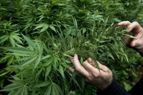 Cannabis a la Constitución: Diputadas, constituyentes y organizaciones de usuarios presentaron iniciativa popular de norma Chile