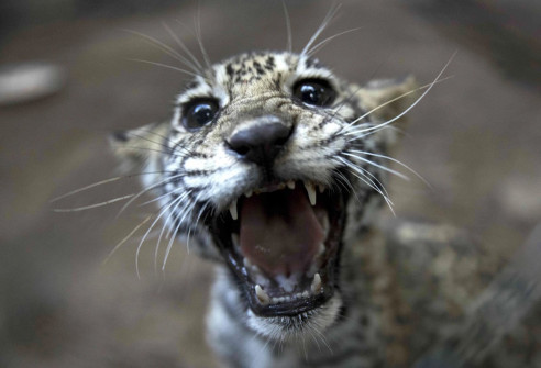 Un zoológico en Nicaragua libera a 83 animales en cautiverio (+Fotos) Medio Ambiente