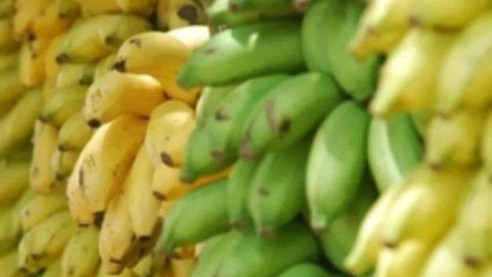 Emergencia en Colombia por agresiva plaga que afecta los cultivos de plátanos Latinoamérica