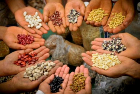 Soberanía alimentaria y desafíos en Chile Alimentación