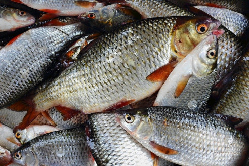 Comprueban beneficios del consumo de pescado para el cerebro Salud
