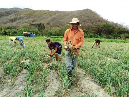 Comunidad de Yaracuy siembra arroz en 182 patios productivos Venezuela