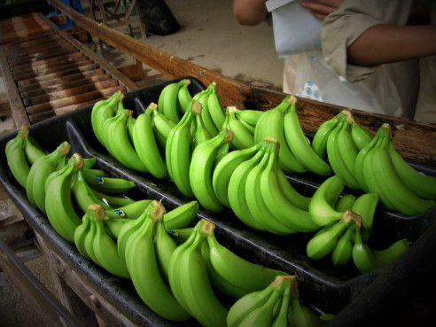 Chiapas dice adiós a los herbicidas en las plantaciones de plátano México