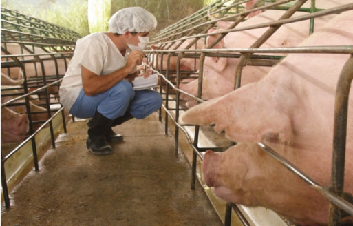 Venezuela desarrolla granjas familiares para producir proteína animal Venezuela