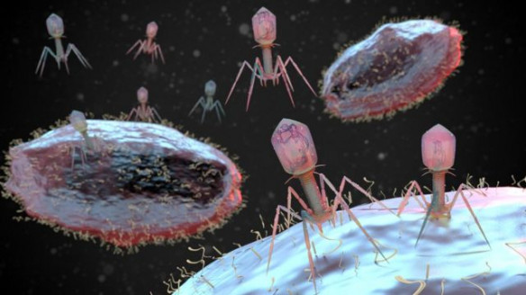 ¿Cómo los virus gigantes podrían ayudar a combatir la resistencia a los antibióticos? Ciencia y Tecnologí­a