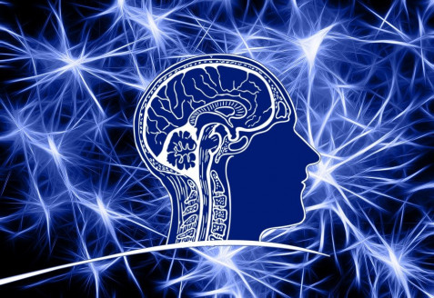 Descubren una nueva forma de comunicación entre las células cerebrales Salud