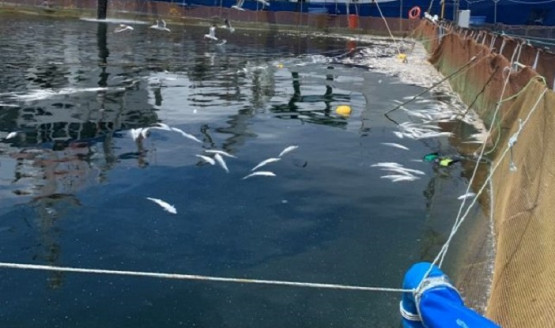 Empresa salmonera informó fuera de plazo mortalidad masiva de peces en centro de cultivo de Aysén Actualidad