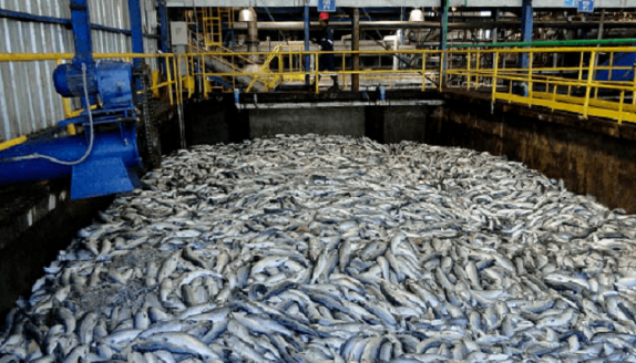 Empresas de la industria salmonera deben transparentar usos de antibióticos Portada