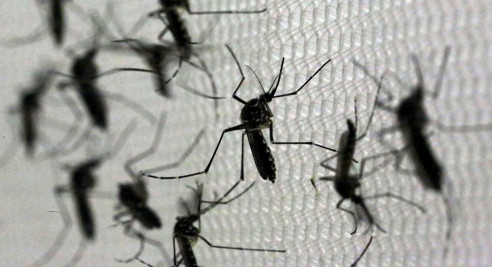 Dengue, la epidemia olvidada que avanza en América Latina Reportajes & Investigación