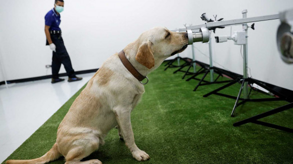 Buscan en México compuestos químicos para mejorar el entrenamiento de perros detectores de COVID-19 México