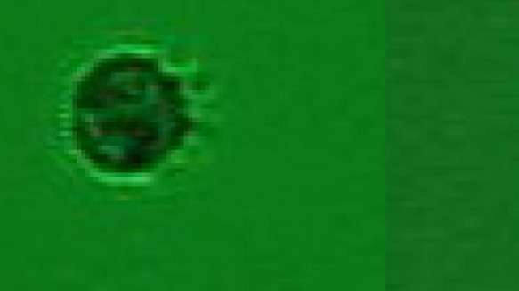 Encuentran al primer microorganismo que se alimenta exclusivamente de virus Ciencia y Tecnología