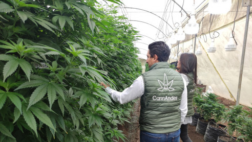 Cannabis legal: ¿Podría convertirse Ecuador en la capital mundial de la marihuana? Reportajes & Investigación