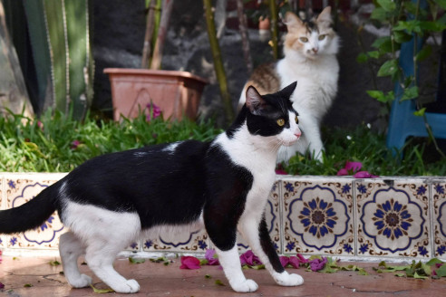 UPAEP invita a su campaña de esterilización felina para los meses de junio y julio 2022 México