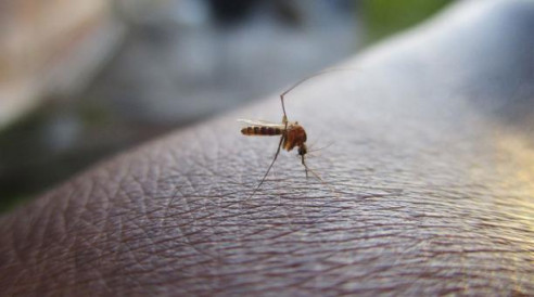 Brasil: descubren nueva cepa del zika y advierten que hay 