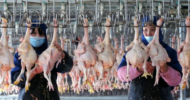 China detecta el primer caso de gripe aviar H10N3 en humanos México