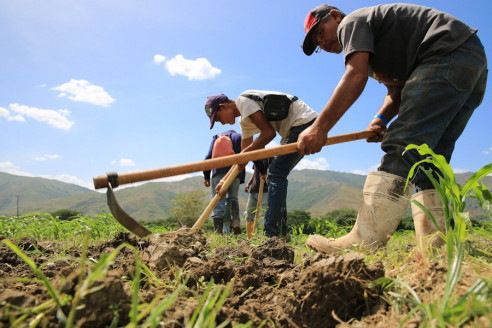 Soberanía alimentaria se proyecta en tierras guariqueñas Venezuela