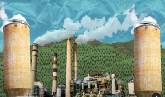 Campaña audiovisual denuncia los impactos del modelo forestal y celulo Economía