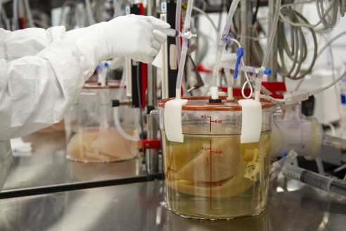 Crean hígados humanos a partir de cerdos ante escasez de órganos para trasplantes Salud