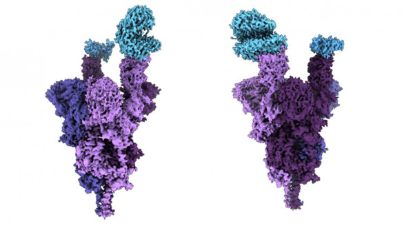 Ayudará al desarrollo de tratamientos efectivos contra esta variante: Presentan el primer análisis molecular de la proteína espiga de ómicron Salud