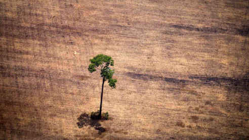 La Amazonía enfrenta a su peor enemigo en décadas: Jair Bolsonaro Medio Ambiente