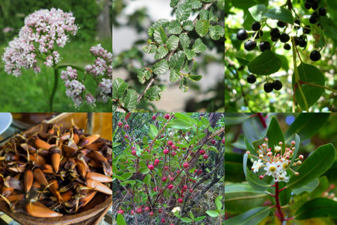 ONG CETSUR apoya producción de hierbas medicinales para crear Boticas Naturales en La Araucanía Chile