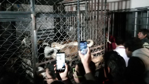 Mujer mexicana robaba perros para matarlos y vender su carne Latinoamérica