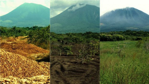 Doce mil toneladas de desperdicios de naranjas revivieron un bosque en Costa Rica Latinoamérica