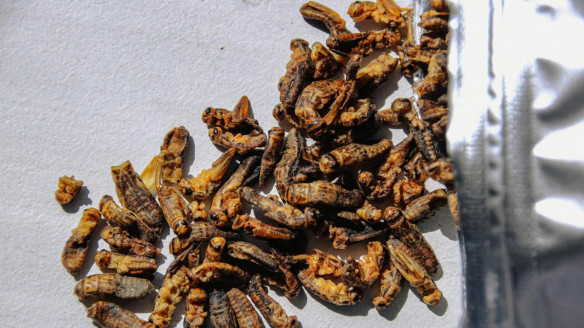 En Portugal incorporan los insectos a la dieta y los asumen como el alimento del futuro Actualidad