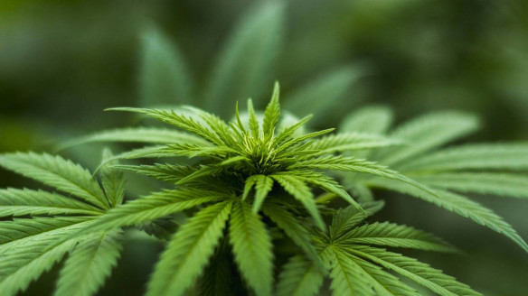 Comisión de Seguridad Pública del Senado dio luz verde al autocultivo de cannabis con fines medicinales Chile