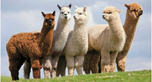 Perú prueba vacuna contra el covid-19 en alpacas Perú