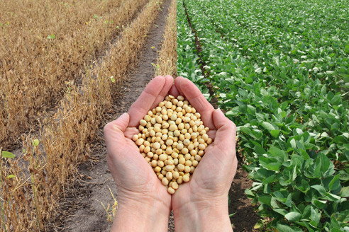 Reconocen académicas beneficios y desventajas del consumo de soya México