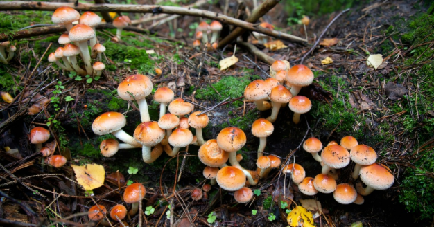 OMS alerta que los hongos más letales y peligrosos del mundo se encuentran en La Araucanía Chile