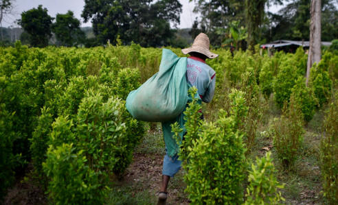 ONU califica nuevamente a Colombia como el primer país productor de cocaína del mundo Latinoamérica