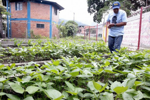Gobierno venezolano trabaja para garantizar producción agrourbana de alimentos Latinoamérica