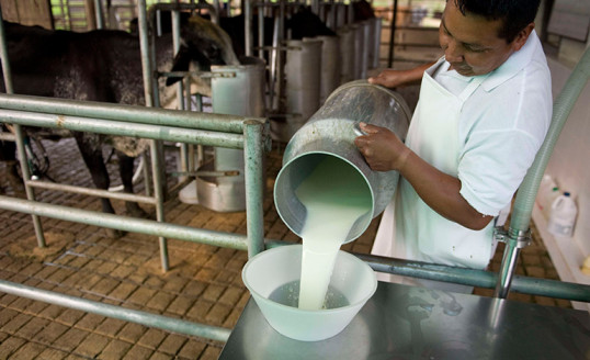 Leche y harina de trigo deberán estar fortificadas con Vitamina D a partir de 2024 tras cambio en Reglamento Sanitario de Alimentos Alimentación