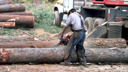 Gracias a Bolsonaro: deforestación del Amazonas alcanza su mayor nivel desde 2008 Medio Ambiente