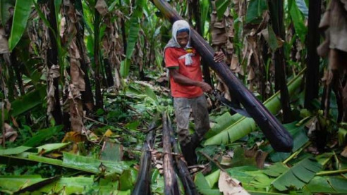 Casos de esclavitud en tabacaleras de Ecuador se elevará a instancias internacionales Trabajo