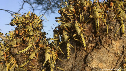 Centroamérica se encuentra en alerta por devoradora invasión de langosta Latinoamérica