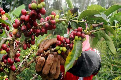 Universidad colombiana ofrece el primer postgrado para formar especialistas en café Latinoamérica