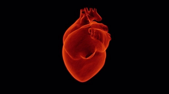 Desarrollan con células madre un corazón en miniatura que palpita Salud