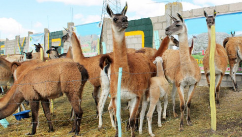 Crece popularidad de la carne de llama boliviana en el mercado internacional Alimentación