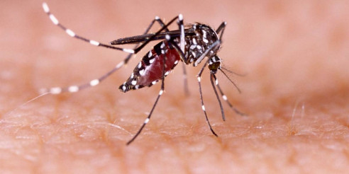 Aumentan a 20 las muertes por dengue en Paraguay Latinoamérica
