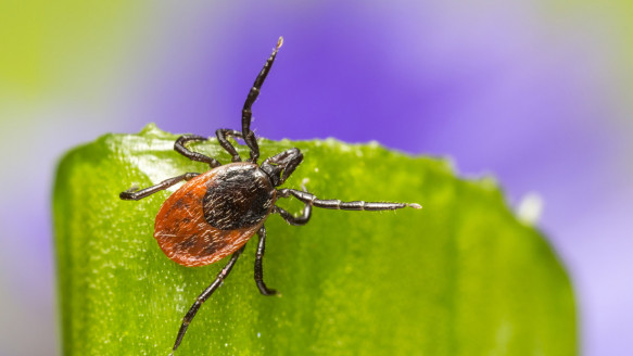 La vacuna experimental que podría acabar con la enfermedad de Lyme entra en su tercera fase de desarrollo Salud