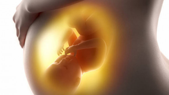 Descubren que genes de la madre y el padre del feto