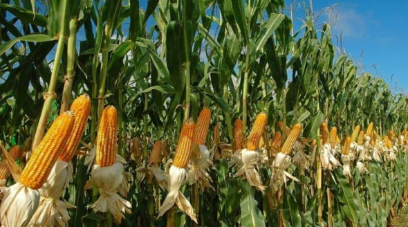 Onudi y Venezuela ejecutarán plan piloto para potenciar producción de maíz Venezuela