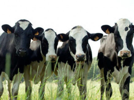 Vacas alimentadas con restos de cáñamo industrial producen leche con THC, según estudio alemán Chile