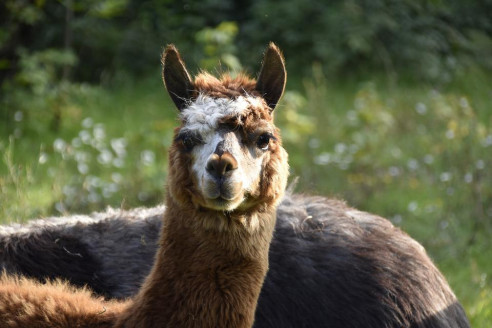 Desarrollan técnica para aliviar inflamaciones crónicas con nanocuerpos de alpaca Salud