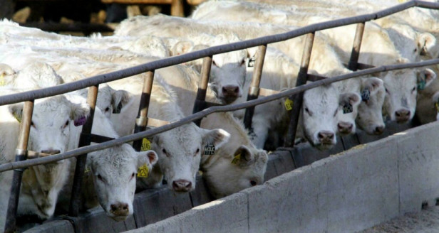 El Atlas de la carne: Un asunto muy personal y a la vez bastante político Actualidad
